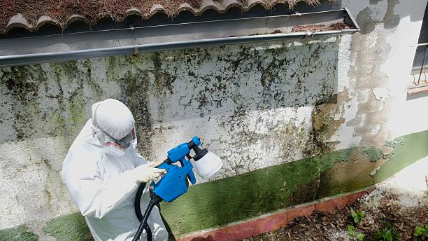Top rated local Attic Mold Remediation specialists in Grand Prairie, TX